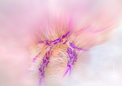 Hairy Lobster - shot with a circular blur filter fitted t... by Dave Johnson 